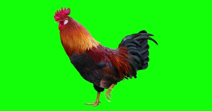 Rooster is walking. Animation is cyclic and isolated.  Green Screen