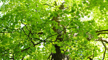 green leaves background
