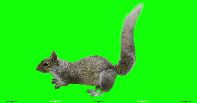 Isolated squirrel cyclical running. Can be used as a silhouette. Green Screen.