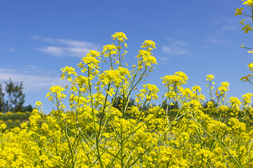 Field with yellow flowers, tree and blue sky