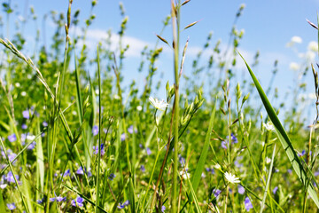Blue and white flowers in lush green grass