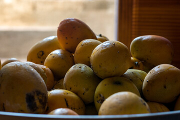 closeup shot of freshly picked Jamaican mangos piled up in a bucket lit by natural light