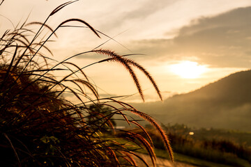 Grass flowers with rim light effect at sunset. Flower grass and sunrise background in the morning. Grass flowers in the grass field in the sunlight .