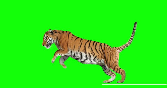 Tiger runs jumping. Animal isolated for your background. Green Screen