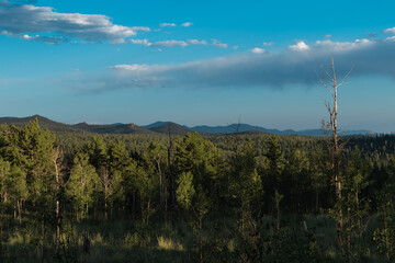 clouds over the forest
