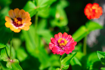 Zinia. Three orange and red beautiful flowers in the garden on green background. zinnia