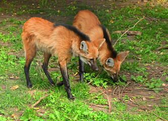 Two young Maned wolves (Chrysocyon brachyurus) © valeriyap