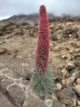Tajinaste Rojo, Teide.