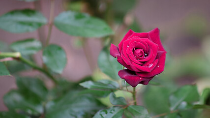 young bud of dark red tea rose after rain with water droplets on petals