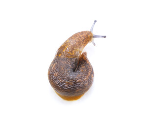 One brown snail.