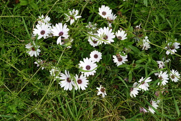 Dimorphotheca ecklonis or Osteospermum, is an ornamental plant. A native plant of South Africa, this plant is now regarded as a weed in parts of Australia, particularly Victoria and Western Australia.