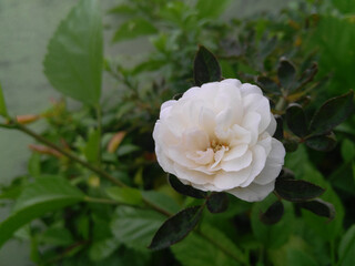 pink rose with dew drops