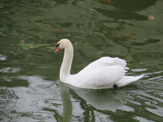 White Swan  at Escorial fountain, Madrid, Spain 