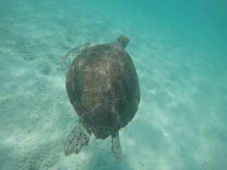 Sea turtle swimming, Bermuda