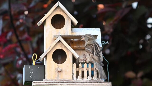 oiseaux sauvages des villes