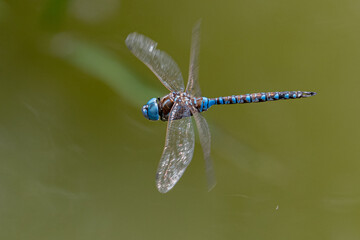 blue dragonfly