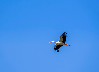 White stork in flight