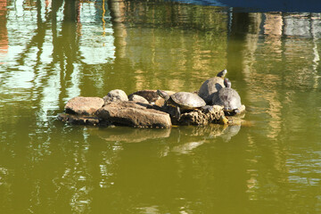 Cágado, Chelidae, São Paulo, Brazil