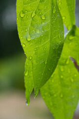 Green leaf with water drops. Leaves with raindrops