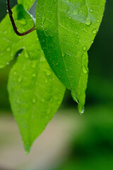 Green leaves with raindrops. Selective focus