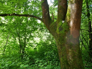 Baum