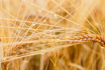 Two rye ears in water drops close-up on a bright golden background rye field out of focus