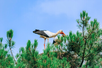 White stork pair on nest