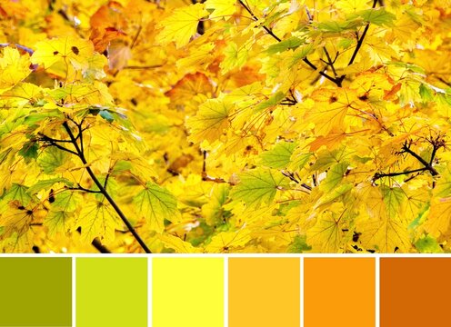 Autumn yellow, orange and red leaves on the branches of a Maple, Acer tree. Color palette swatches, natural combination of colors, inspired by nature.