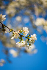 cherry tree blossom
