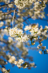 Obraz premium apple tree blossom