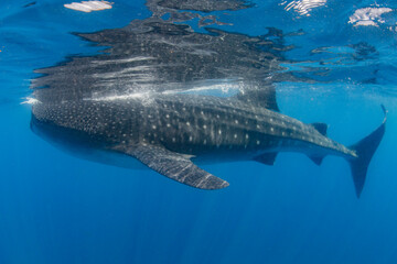 Naklejka premium Whale shark swimming in the warm blue waters off of Cancun