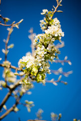 cherry blossom against blue sky