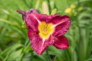 Fototapeta premium close up of Daylily