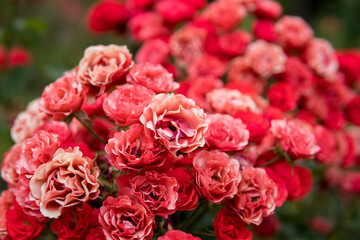 close up of flowers of rose