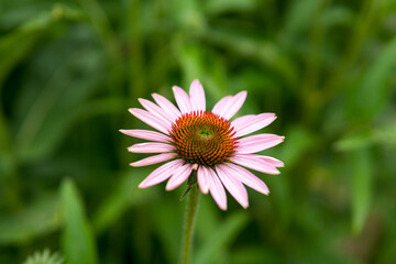 Obraz premium close up of Asteraceae