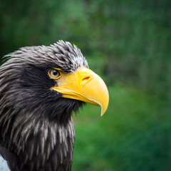 Beautiful detailed close-up portrait of an eagle in its natural habitat against a green background. Steller's sea eagle. Image aspect ratio 1:1
