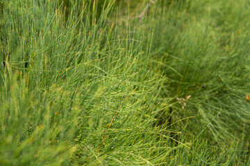 close up of ephedra chilensis