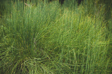 close up of ephedra chilensis