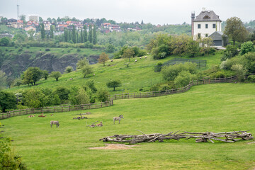 Zebras graze peacefully on a green lawn in a paddock. Nearby is the city in the background.  Prague, Czech Repablic