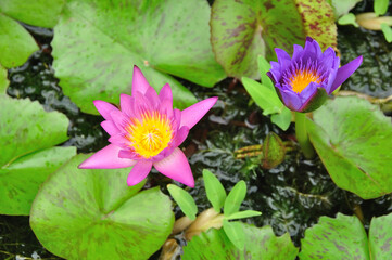 Beautiful plant background with two coloured lotus flowers on the green.