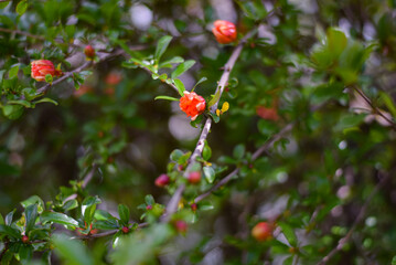 Fototapeta premium red berries of pomegranate on a bush
