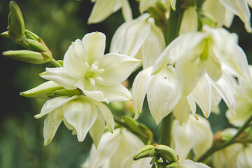 close up of Yucca filamentosa