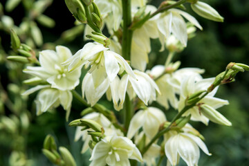 Obraz na płótnie Canvas close up of Yucca filamentosa