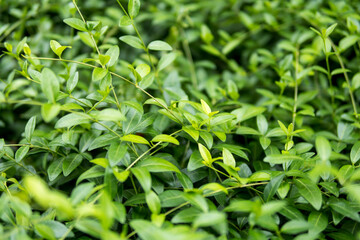 close up of Vinca minor
