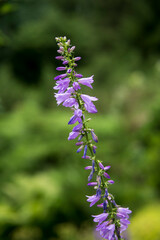 close up of small purple flowers