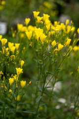 close up of small yellow flowers
