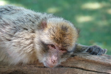 singe sur tronc d'arbre