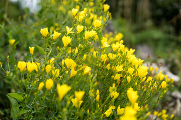 Obraz premium close up of small yellow flowers