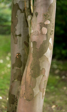close up of bark of Stewartia pseudocamellia