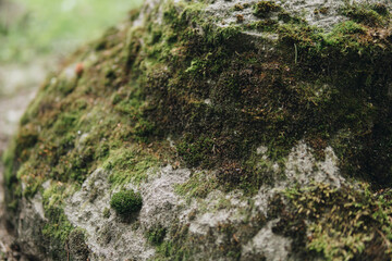 close up of moss